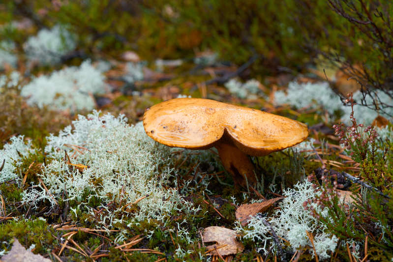 Фото сделанное пользователем romelenium