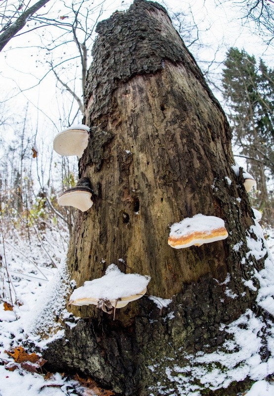 Фото сделанное пользователем KotoPalych