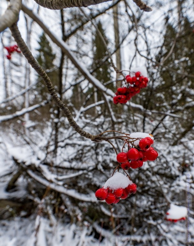 Фото сделанное пользователем KotoPalych