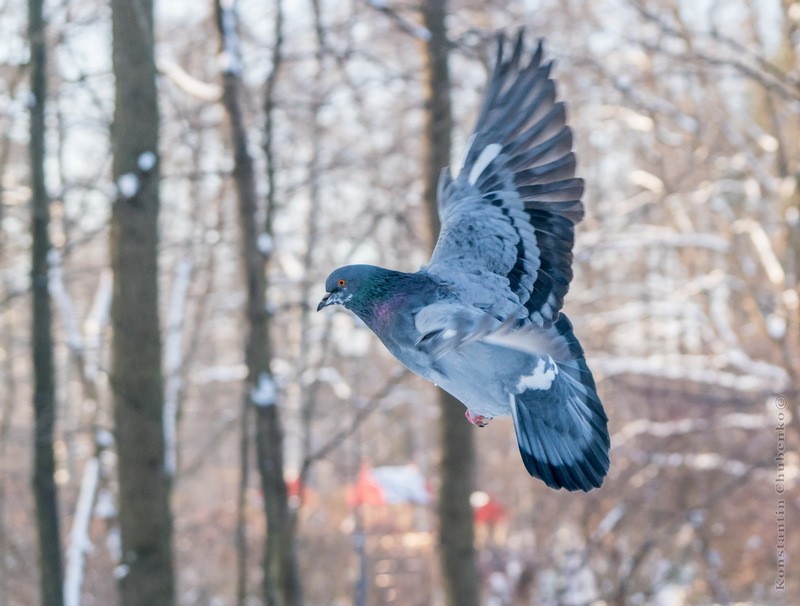 Фото сделанное пользователем KotoPalych